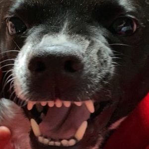 Meet your Posher, Joe